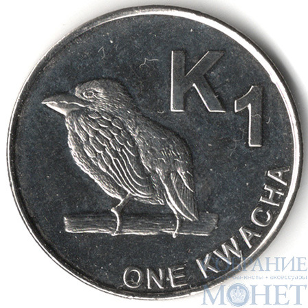1 квача, 2012 г., Замбия(замбийский дятел)